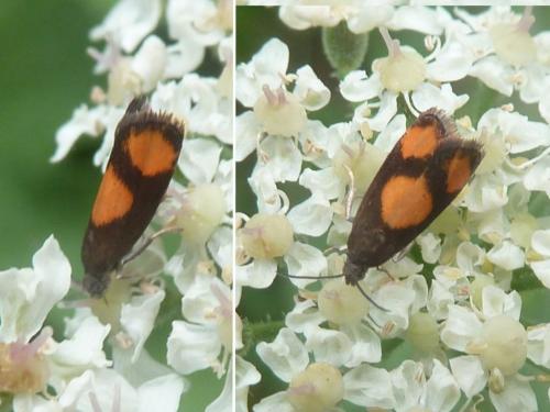 Pammene aurana